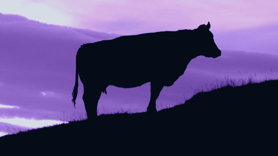 Silhouette of a cow standing on a grassy hill against a purple-tinted sky.